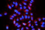 Cyclophilin B Antibody in Immunocytochemistry (ICC/IF)