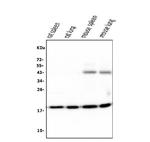 Cyclophilin B Antibody in Western Blot (WB)