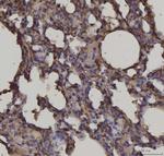 RAGE Antibody in Immunohistochemistry (Paraffin) (IHC (P))