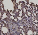 RAGE Antibody in Immunohistochemistry (Paraffin) (IHC (P))