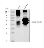 RAGE Antibody in Western Blot (WB)