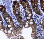 NKCC1 Antibody in Immunohistochemistry (Paraffin) (IHC (P))