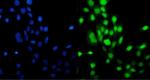 MCM5 Antibody in Immunocytochemistry (ICC/IF)