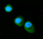 Annexin A6 Antibody in Immunocytochemistry (ICC/IF)