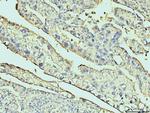 Annexin A6 Antibody in Immunohistochemistry (Paraffin) (IHC (P))