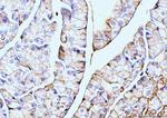 Annexin A6 Antibody in Immunohistochemistry (Paraffin) (IHC (P))