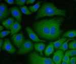 PDIA6 Antibody in Immunocytochemistry (ICC/IF)