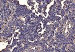 PDIA6 Antibody in Immunohistochemistry (Paraffin) (IHC (P))