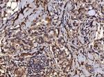 PDIA6 Antibody in Immunohistochemistry (Paraffin) (IHC (P))