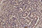 PDIA6 Antibody in Immunohistochemistry (Paraffin) (IHC (P))