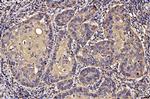 PDIA6 Antibody in Immunohistochemistry (Paraffin) (IHC (P))