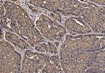 PDIA6 Antibody in Immunohistochemistry (Paraffin) (IHC (P))