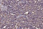 PDIA6 Antibody in Immunohistochemistry (Paraffin) (IHC (P))