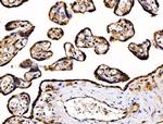 PDIA6 Antibody in Immunohistochemistry (Paraffin) (IHC (P))