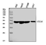 PDIA6 Antibody in Western Blot (WB)