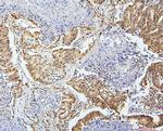 UBA2 Antibody in Immunohistochemistry (Paraffin) (IHC (P))