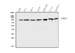 UBA2 Antibody in Western Blot (WB)