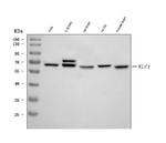 KLC1 Antibody in Western Blot (WB)