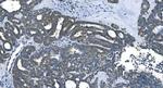 eRF1 Antibody in Immunohistochemistry (Paraffin) (IHC (P))