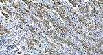 eRF1 Antibody in Immunohistochemistry (Paraffin) (IHC (P))