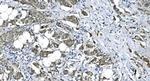 eRF1 Antibody in Immunohistochemistry (Paraffin) (IHC (P))