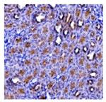 eRF1 Antibody in Immunohistochemistry (Paraffin) (IHC (P))