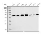 eRF1 Antibody in Western Blot (WB)