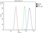 eRF1 Antibody in Flow Cytometry (Flow)