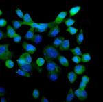 eRF1 Antibody in Immunocytochemistry (ICC/IF)