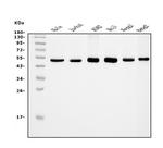 eRF1 Antibody in Western Blot (WB)