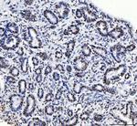 CPSF6 Antibody in Immunohistochemistry (Paraffin) (IHC (P))