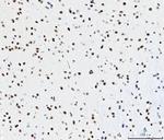 CPSF6 Antibody in Immunohistochemistry (Paraffin) (IHC (P))