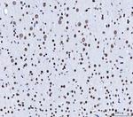 CPSF6 Antibody in Immunohistochemistry (Paraffin) (IHC (P))