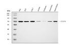 CPSF6 Antibody in Western Blot (WB)