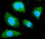 GNB1 Antibody in Immunocytochemistry (ICC/IF)