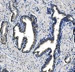 PCK2 Antibody in Immunohistochemistry (Paraffin) (IHC (P))