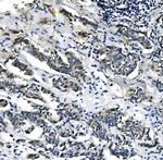 PCK2 Antibody in Immunohistochemistry (Paraffin) (IHC (P))