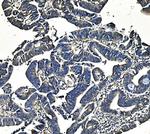 PCK2 Antibody in Immunohistochemistry (Paraffin) (IHC (P))