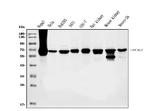 PCK2 Antibody in Western Blot (WB)