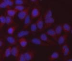 MDH2 Antibody in Immunocytochemistry (ICC/IF)