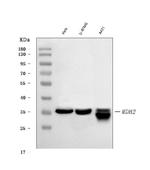 MDH2 Antibody in Western Blot (WB)