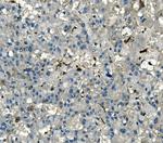 AKR1D1 Antibody in Immunohistochemistry (Paraffin) (IHC (P))