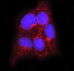 Flotillin 2 Antibody in Immunocytochemistry (ICC/IF)