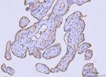 Flotillin 2 Antibody in Immunohistochemistry (Paraffin) (IHC (P))