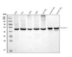 Flotillin 2 Antibody in Western Blot (WB)