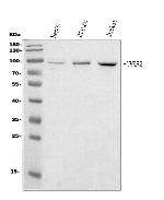 UHRF2 Antibody in Western Blot (WB)