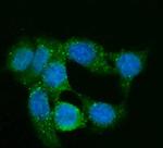 GNG2 Antibody in Immunocytochemistry (ICC/IF)