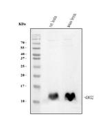 GNG2 Antibody in Western Blot (WB)