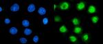 PSMC3 Antibody in Immunocytochemistry (ICC/IF)