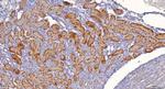 Sorbitol Dehydrogenase Antibody in Immunohistochemistry (Paraffin) (IHC (P))